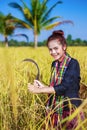 Woman farmer using sickle to harvesting rice in field Royalty Free Stock Photo