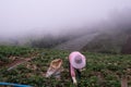 A farmer woman was harvesting strawberries on the mountain in the morning mist at Phu Tub Berk in Thailand, Thiland