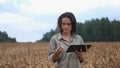 Farmer woman working with tablet on wheat field. agronomist with tablet hold ripe wheat. Agronomist observes harvest in Royalty Free Stock Photo