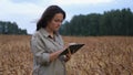 Farmer woman working with tablet on wheat field. agronomist with tablet studying wheat harvest in field. business woman Royalty Free Stock Photo