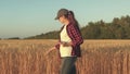 Farmer woman working with tablet on wheat field. agronomist with tablet studying wheat harvest in the field. business Royalty Free Stock Photo