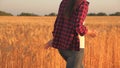 Farmer woman working with tablet on wheat field. agronomist with tablet studying wheat harvest in the field. business Royalty Free Stock Photo