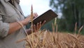 Farmer woman working with tablet on wheat field. agronomist with tablet studying wheat harvest in field. business woman Royalty Free Stock Photo