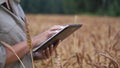 Farmer woman working with tablet on wheat field. Agronomist with tablet studying wheat harvest in field. business woman Royalty Free Stock Photo