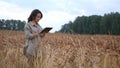 Farmer woman working with tablet on wheat field. agronomist with tablet studying wheat harvest in field. business woman Royalty Free Stock Photo