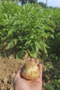 Farmer women with fresh potatoes in hand, harvesting on vegetables garden.Farming,agriculture and healthy food lifestyle concept Royalty Free Stock Photo