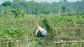 A farmer work at his farm. Royalty Free Stock Photo