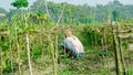 A farmer work at his farm. Royalty Free Stock Photo