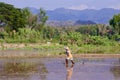 Rice cultivation