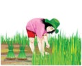 Farmer work in paddy field