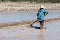 Farmer work on rice field using rake, Rice plantations covered with water.