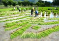 Farmer work in a rice plantation