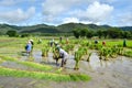 Farmer work in a rice plantation