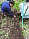 Farmer at work sowing broad beans