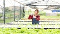 Farmer worked doing preparing and care vegetable or nurse growth plants Hydroponic organic in greenhouse. Asian women gardener i