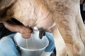 Farmer worker hand milking cow in cow milk farm. Royalty Free Stock Photo