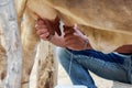 Farmer worker hand milking cow