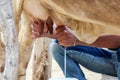 Farmer worker hand milking cow