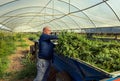 Farmer Worker harvesting Marijuana, puts cutted plants on tracktor. Organic Cannabis Sativa