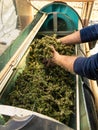 Farmer Worker puts Marijuana buds in an electric trimmer machine. Organic Cannabis Sativa fabric