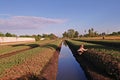 Farmer is working in farm, chinese kale cultivition in low land condition