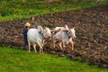 Farmer working in the field Royalty Free Stock Photo