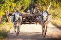 Farmer working in the field Royalty Free Stock Photo