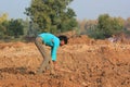 Farmer working in field, India