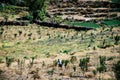 Farmer working in the fields Royalty Free Stock Photo