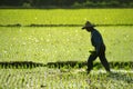 Farmer working in the fram Royalty Free Stock Photo