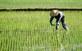 Farmer working in the fram Royalty Free Stock Photo