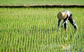 Farmer working in the fram