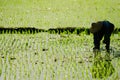 Farmer working in the fram Royalty Free Stock Photo
