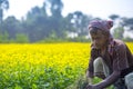 A farmer is working in full blooming mustard field at Sirajdhikha, Munshigonj, Dhaka, Bangladesh.