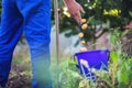 Farmer working in the garden harvesting fresh organic potatoes Royalty Free Stock Photo