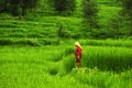 Farmer working