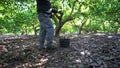 Farmer working in the hass avocado harvest season