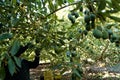 Farmer working in the hass avocado harvest season Royalty Free Stock Photo