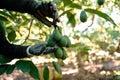 Farmer working in the hass avocado harvest season Royalty Free Stock Photo