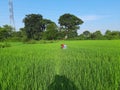 A farmer working in his field. Royalty Free Stock Photo