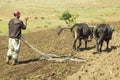 Farmer working his fields with oxen in Lesotho.