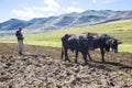 Farmer working his fields with oxen in Lesotho.