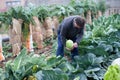 Farmer working in his orchard