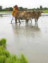 Farmer working in his paddy field Royalty Free Stock Photo