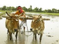 Farmer working in his paddy field Royalty Free Stock Photo