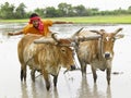 Farmer working in his paddy field Royalty Free Stock Photo