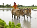 Farmer working in his paddy field Royalty Free Stock Photo