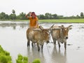 Farmer working in his paddy field Royalty Free Stock Photo