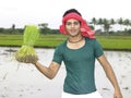 Farmer working in his paddy field