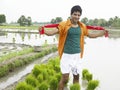 Farmer working in his paddy field Royalty Free Stock Photo